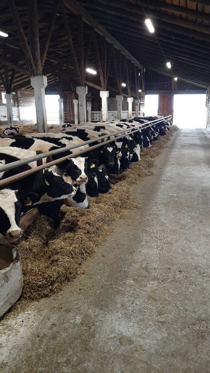 Pasture-Fed Cows