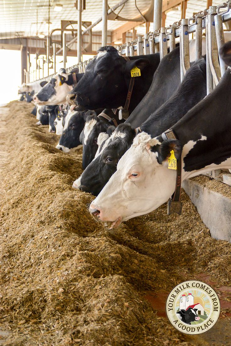 Environmental Benefits of Pasture-Fed Cows