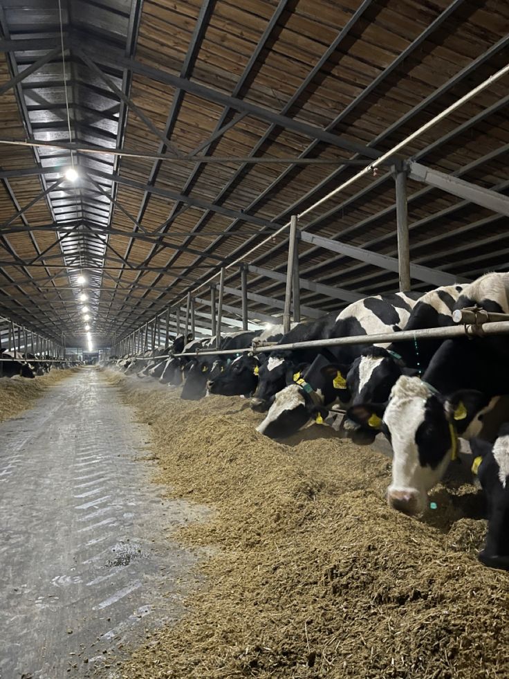 Pasture-Fed Cows