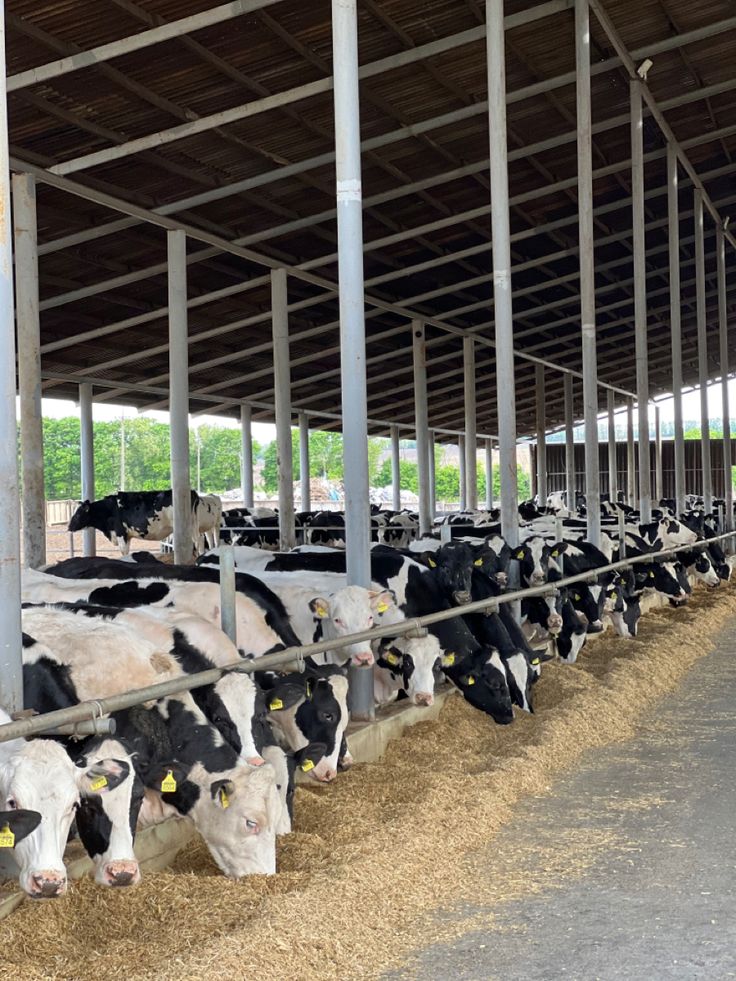 Pasture Image