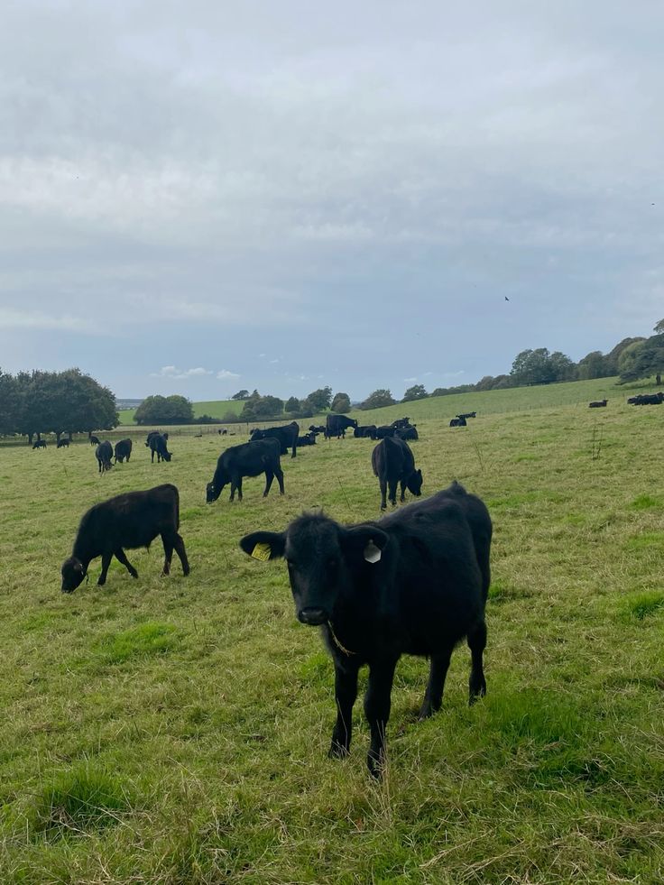 Pasture-Fed Cows